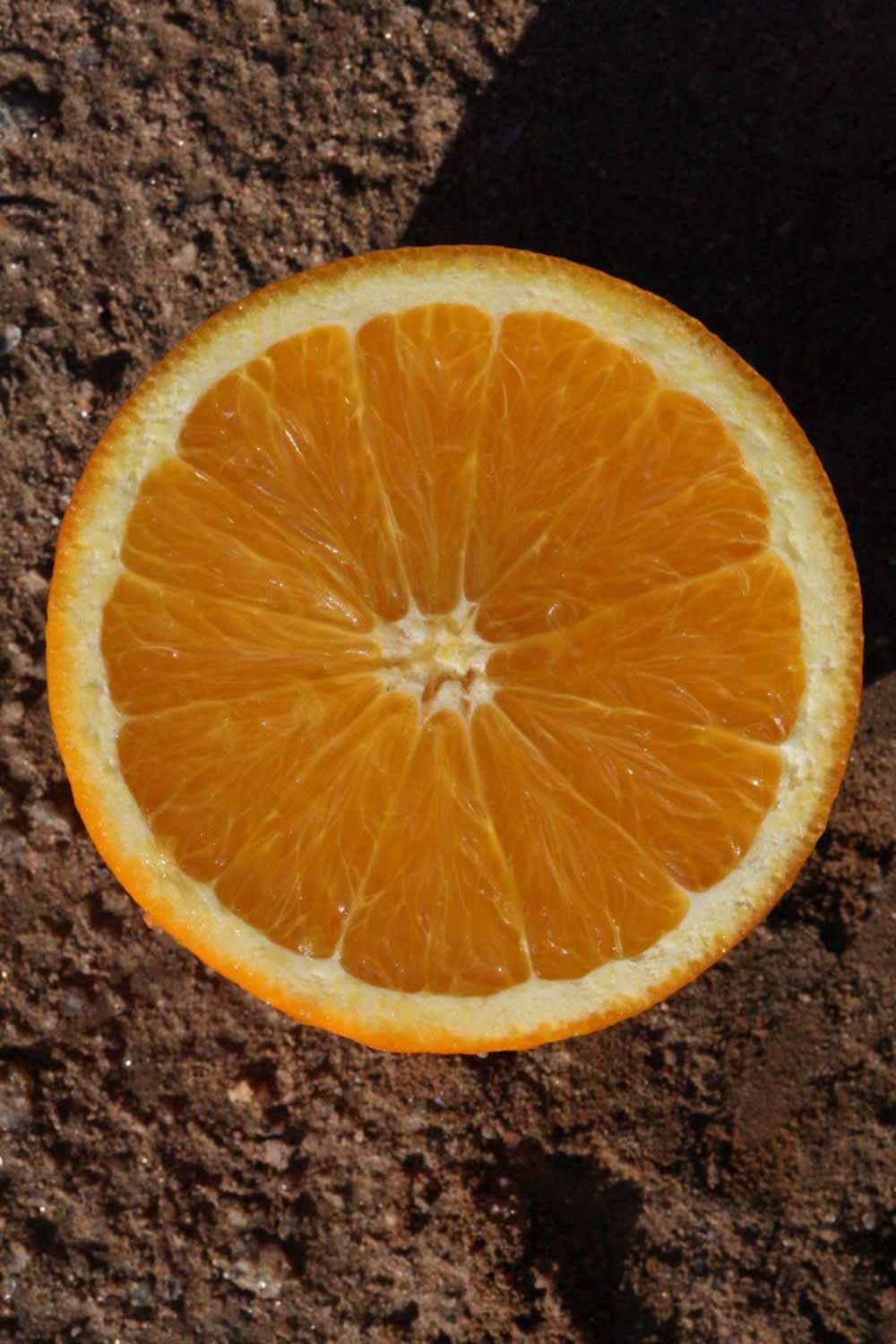              Fruit cross-section (Riverside, CA)       